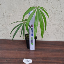 Load image into Gallery viewer, #106 Anthurium Polydactylum