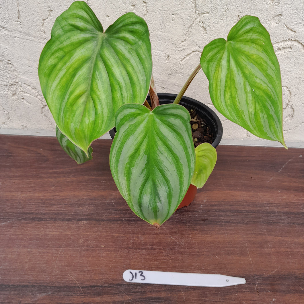 #J13 Philodendron Plowmanii - Round Form