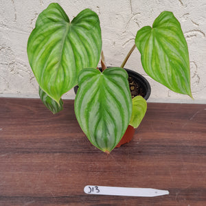 #J13 Philodendron Plowmanii - Round Form