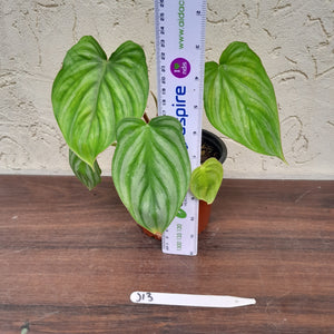 #J13 Philodendron Plowmanii - Round Form