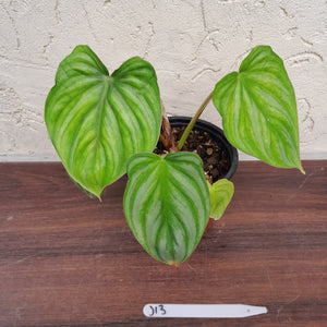 #J13 Philodendron Plowmanii - Round Form