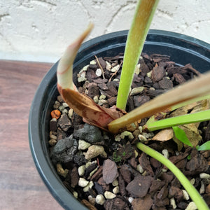 #J13 Philodendron Plowmanii - Round Form