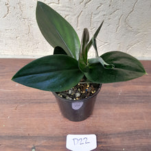 Load image into Gallery viewer, #D22 Scindapsus Treubii Dark form