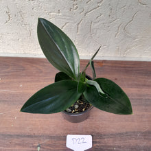 Load image into Gallery viewer, #D22 Scindapsus Treubii Dark form