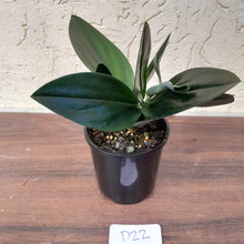 Load image into Gallery viewer, #D22 Scindapsus Treubii Dark form