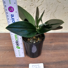 Load image into Gallery viewer, #D22 Scindapsus Treubii Dark form