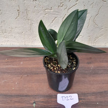 Load image into Gallery viewer, #D22 Scindapsus Treubii Dark form