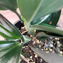 Load image into Gallery viewer, #D22 Scindapsus Treubii Dark form