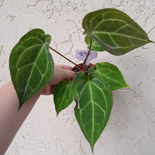 Load image into Gallery viewer, #R90 Pink Sinus Anthurium Forgetii x