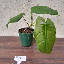 Load image into Gallery viewer, #R14 Philodendron Sharoniae