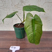 Load image into Gallery viewer, #R14 Philodendron Sharoniae