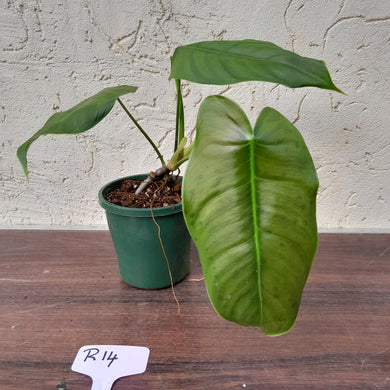 #R14 Philodendron Sharoniae