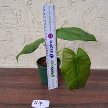 Load image into Gallery viewer, #R14 Philodendron Sharoniae