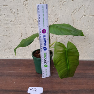 #R14 Philodendron Sharoniae