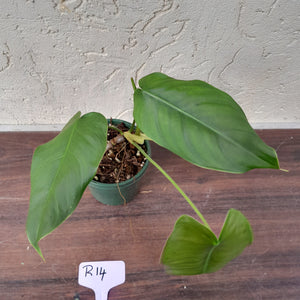 #R14 Philodendron Sharoniae