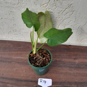 #R14 Philodendron Sharoniae