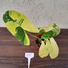 Load image into Gallery viewer, #D5 Variegated Philodendron Burle Marx - Non TC Enliven