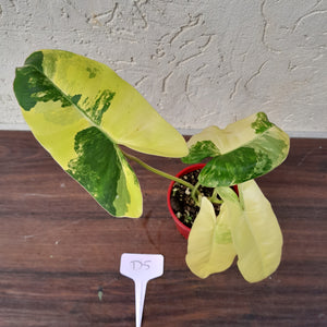 #D5 Variegated Philodendron Burle Marx - Non TC Enliven