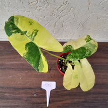 Load image into Gallery viewer, #D5 Variegated Philodendron Burle Marx - Non TC Enliven