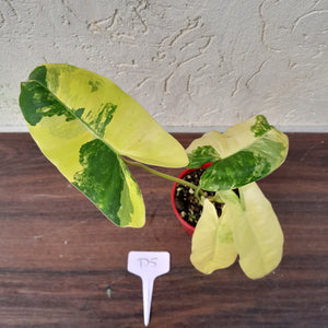 #D5 Variegated Philodendron Burle Marx - Non TC Enliven