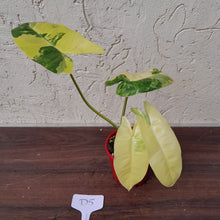 Load image into Gallery viewer, #D5 Variegated Philodendron Burle Marx - Non TC Enliven