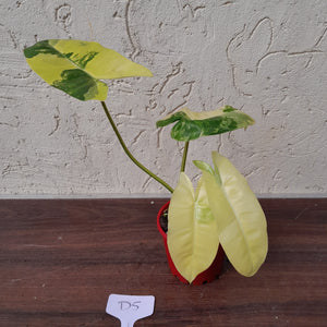 #D5 Variegated Philodendron Burle Marx - Non TC Enliven