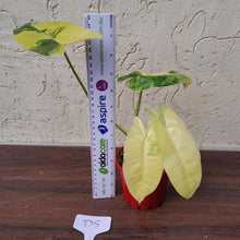 Load image into Gallery viewer, #D5 Variegated Philodendron Burle Marx - Non TC Enliven