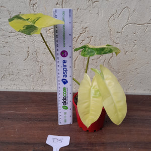 #D5 Variegated Philodendron Burle Marx - Non TC Enliven