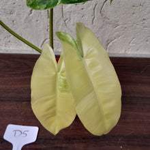 Load image into Gallery viewer, #D5 Variegated Philodendron Burle Marx - Non TC Enliven