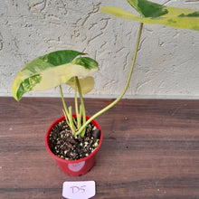 Load image into Gallery viewer, #D5 Variegated Philodendron Burle Marx - Non TC Enliven