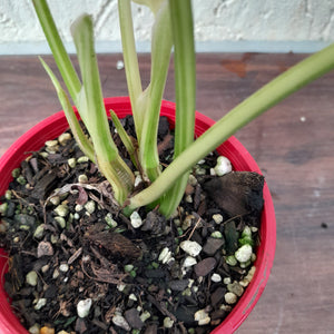 #D5 Variegated Philodendron Burle Marx - Non TC Enliven