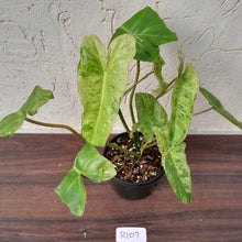 Load image into Gallery viewer, #R107 Philodendron Paraiso Verde
