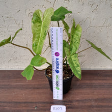 Load image into Gallery viewer, #R107 Philodendron Paraiso Verde
