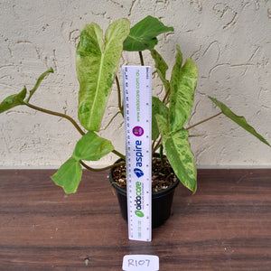 #R107 Philodendron Paraiso Verde