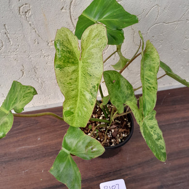 #R107 Philodendron Paraiso Verde