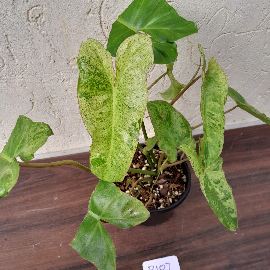 #R107 Philodendron Paraiso Verde