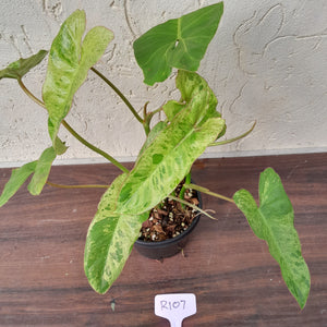 #R107 Philodendron Paraiso Verde