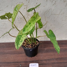Load image into Gallery viewer, #R107 Philodendron Paraiso Verde