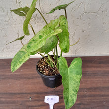 Load image into Gallery viewer, #R107 Philodendron Paraiso Verde