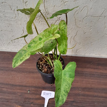 Load image into Gallery viewer, #R107 Philodendron Paraiso Verde