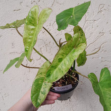 Load image into Gallery viewer, #R107 Philodendron Paraiso Verde