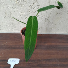 Load image into Gallery viewer, #D56 Two x Headed Anthurium Warocqueanum x Panamense