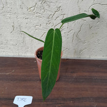 Load image into Gallery viewer, #D56 Two x Headed Anthurium Warocqueanum x Panamense