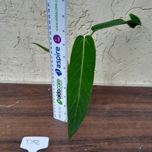 Load image into Gallery viewer, #D56 Two x Headed Anthurium Warocqueanum x Panamense