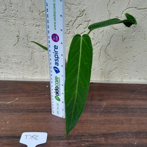 #D56 Two x Headed Anthurium Warocqueanum x Panamense