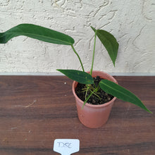 Load image into Gallery viewer, #D56 Two x Headed Anthurium Warocqueanum x Panamense