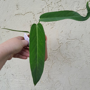 #D56 Two x Headed Anthurium Warocqueanum x Panamense