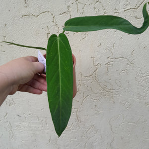 #D56 Two x Headed Anthurium Warocqueanum x Panamense