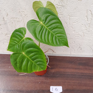 #i16 Anthurium Veitchii