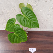 Load image into Gallery viewer, #i16 Anthurium Veitchii